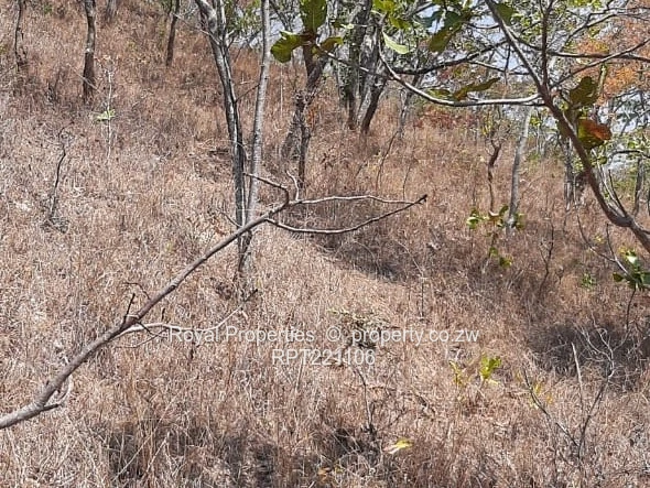 Umwinsdale stand for sale